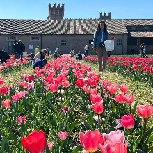 Cavernago 175 Mila Tulipani Al Castello Di Malpaga Pronti A Essere