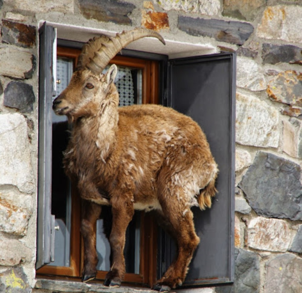 Due salti nel reinserimento dello stambecco sulle Orobie