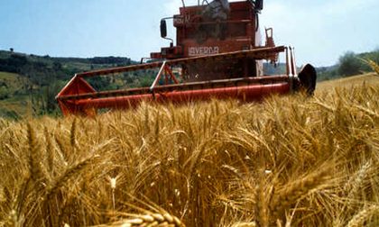 Annata agraria bergamasca: lieve crescita del fatturato penalizzata dai rincari energetici