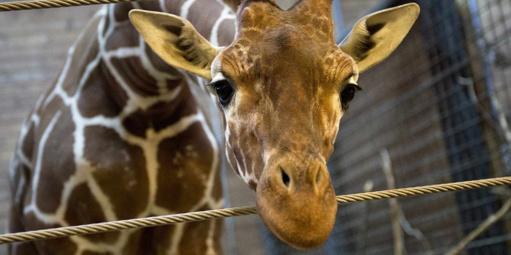 Giraffe a crescita sottozero