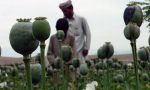 Il 2013 è stato l'anno record per la coltivazione mondiale di oppio