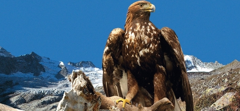 L’aquila reale, totem delle Orobie