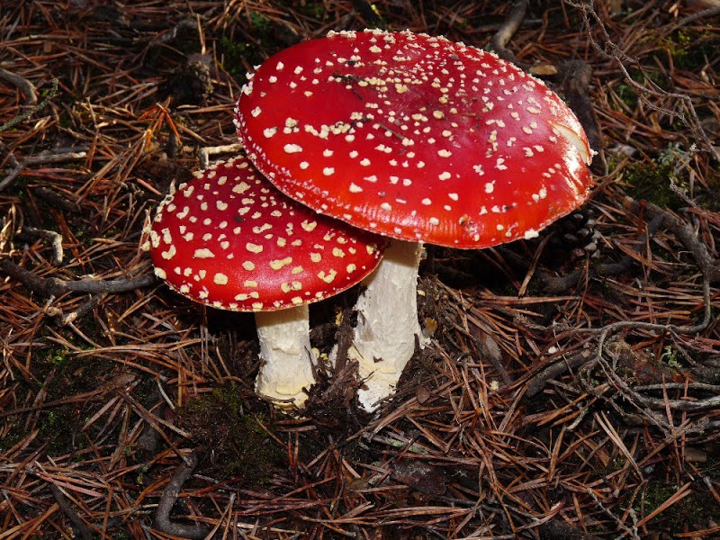 Amanita Muscaria