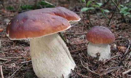 Dopo un periodo ricco di funghi, ora in Val Seriana si soffre l'assenza di porcini