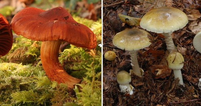 Cortinarius orellanus