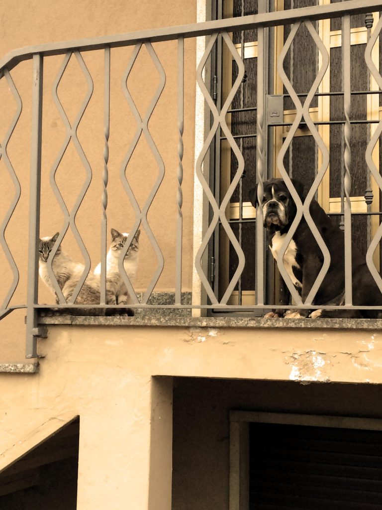 Guardiani – Asterix