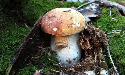 Bergamasca regno dei funghi
