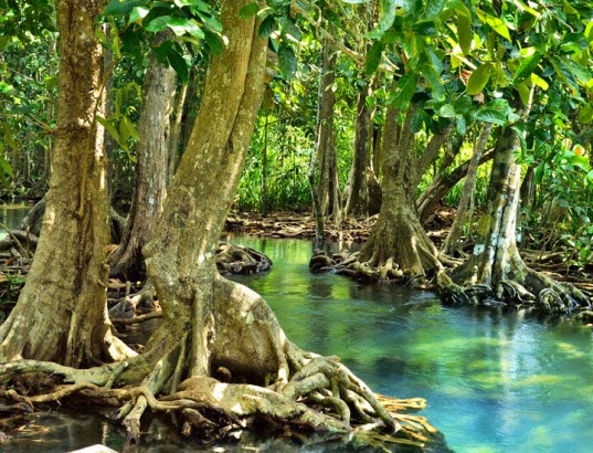 mangrove-forest-537x410