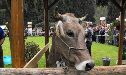 I primi mondiali di mungitura e tutta la gente che c'era a vederli