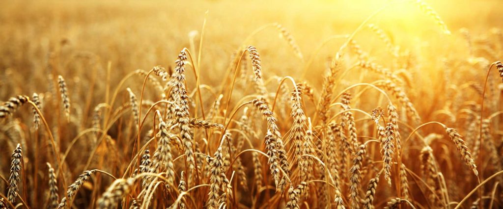 Agricoltura, exploit di assunzioni Ecco i dati nella bergamasca