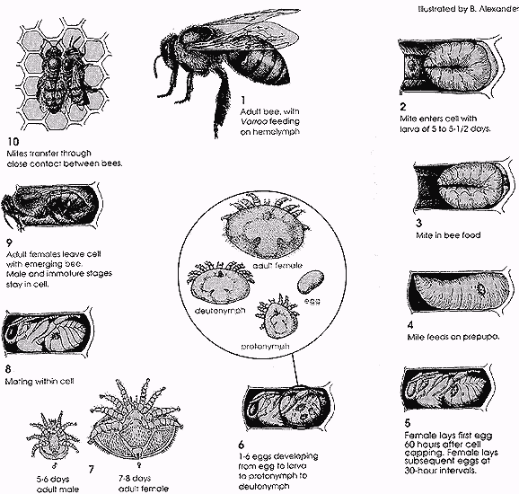 ciclo omicida della verroa