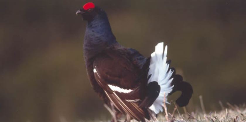 I 4 uccelli glaciali delle Orobie