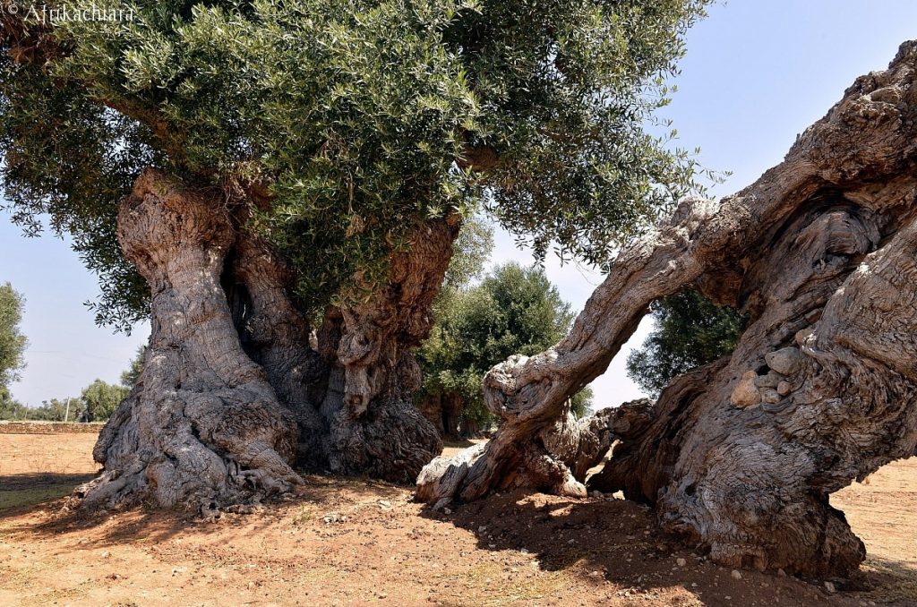 Puglia, niente resort da 70 milioni I magnati sfiancati dalla burocrazia