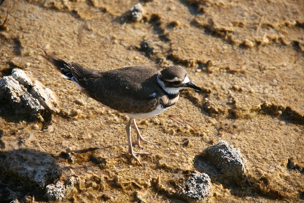 24_YLL plover picc