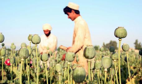 Poppy buds on the outskirts of Jalalabad