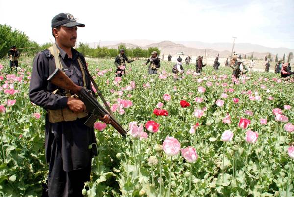 Pakistani security officials destroy a Poppy field near Pak-Afghan border