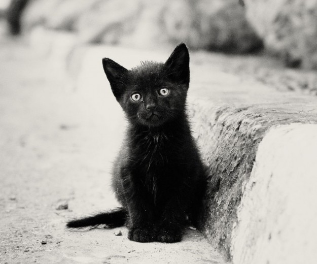 gattino-nero-triste