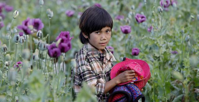 Fallita la campagna Usa anti-oppio Per l’Afghanistan record di sempre