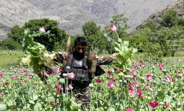 Afghan security officials destroy opium poppy fields