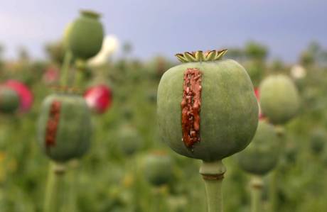 Poppy buds on the outskirts of Nangarhar