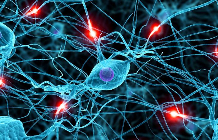 Quante cose fanno i nostri neuroni mentre dormiamo tranquillamente