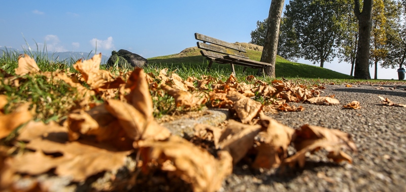 Foglie d’autunno a Bergamo Poesia per immagini