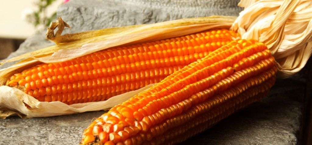 La pannocchia di mais spinato che ha fatto rifiorire Gandino