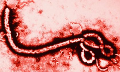 Come si diffonde l'ebola