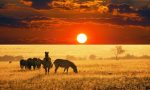 Alberi che crescono sottoterra è la meraviglia della savana