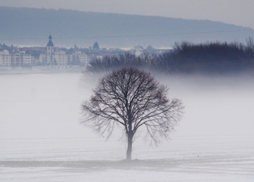 A tree stands in the fog in a snow cover