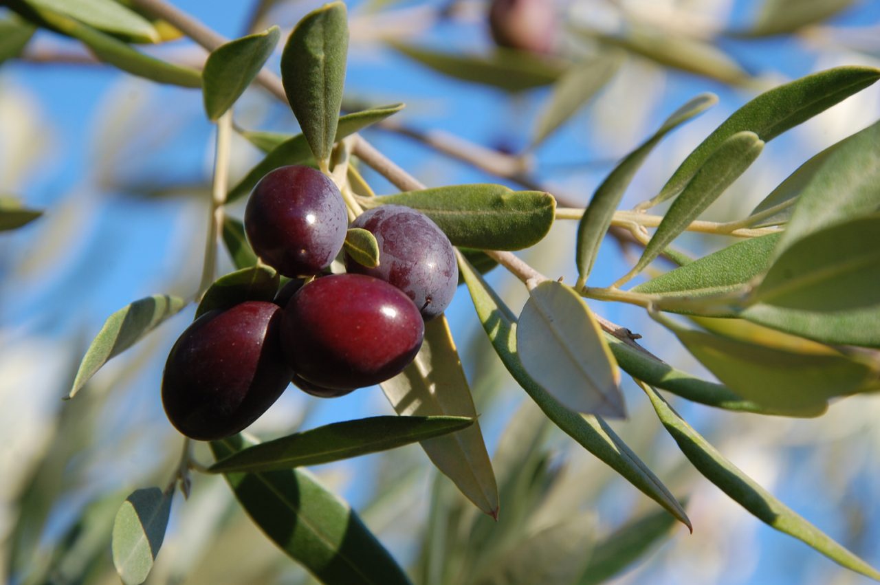 Per un pugno di olive, taggiasche Ronde in Liguria contro i ladri