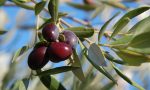 Per un pugno di olive, taggiasche Ronde in Liguria contro i ladri