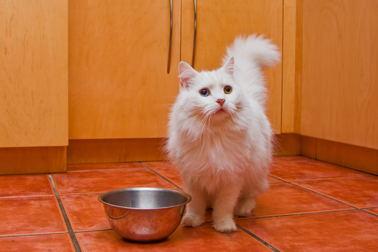 White cat waiting for food