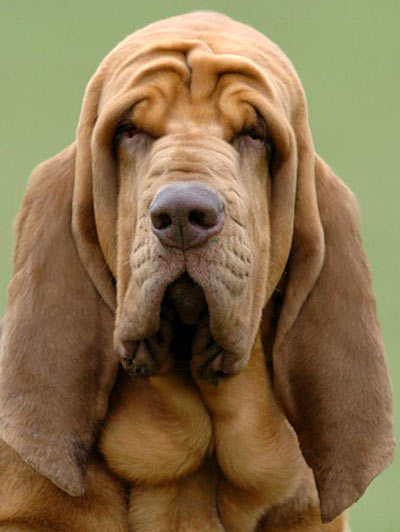 Bloodhound-2