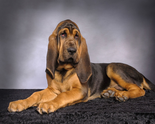 Bloodhound-Dog-4 2