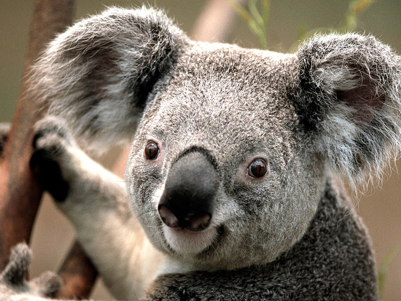 Koala-by-Alberto-Ifes-CC-BY-NC-SA