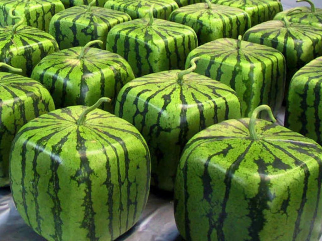Square+Watermelon
