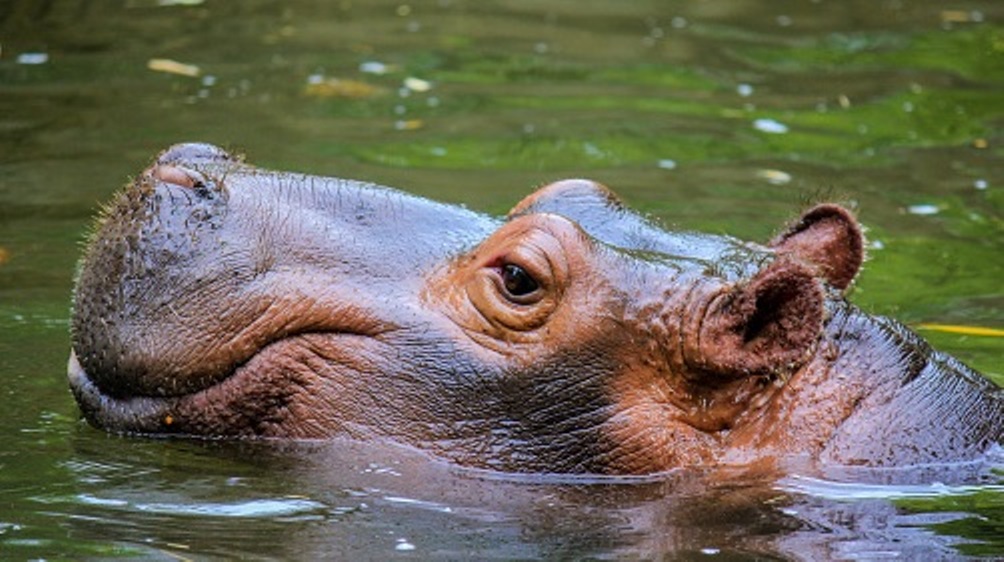 La morte dell’ippopotamo liberato e quel che gli animalisti non sanno