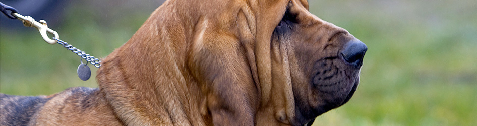 bloodhound-3