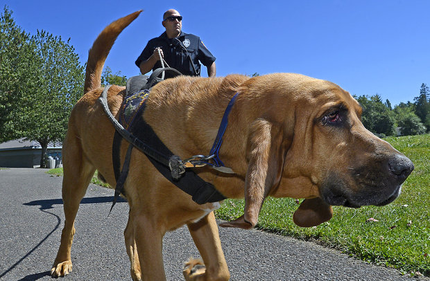 bloodhound-police-officer