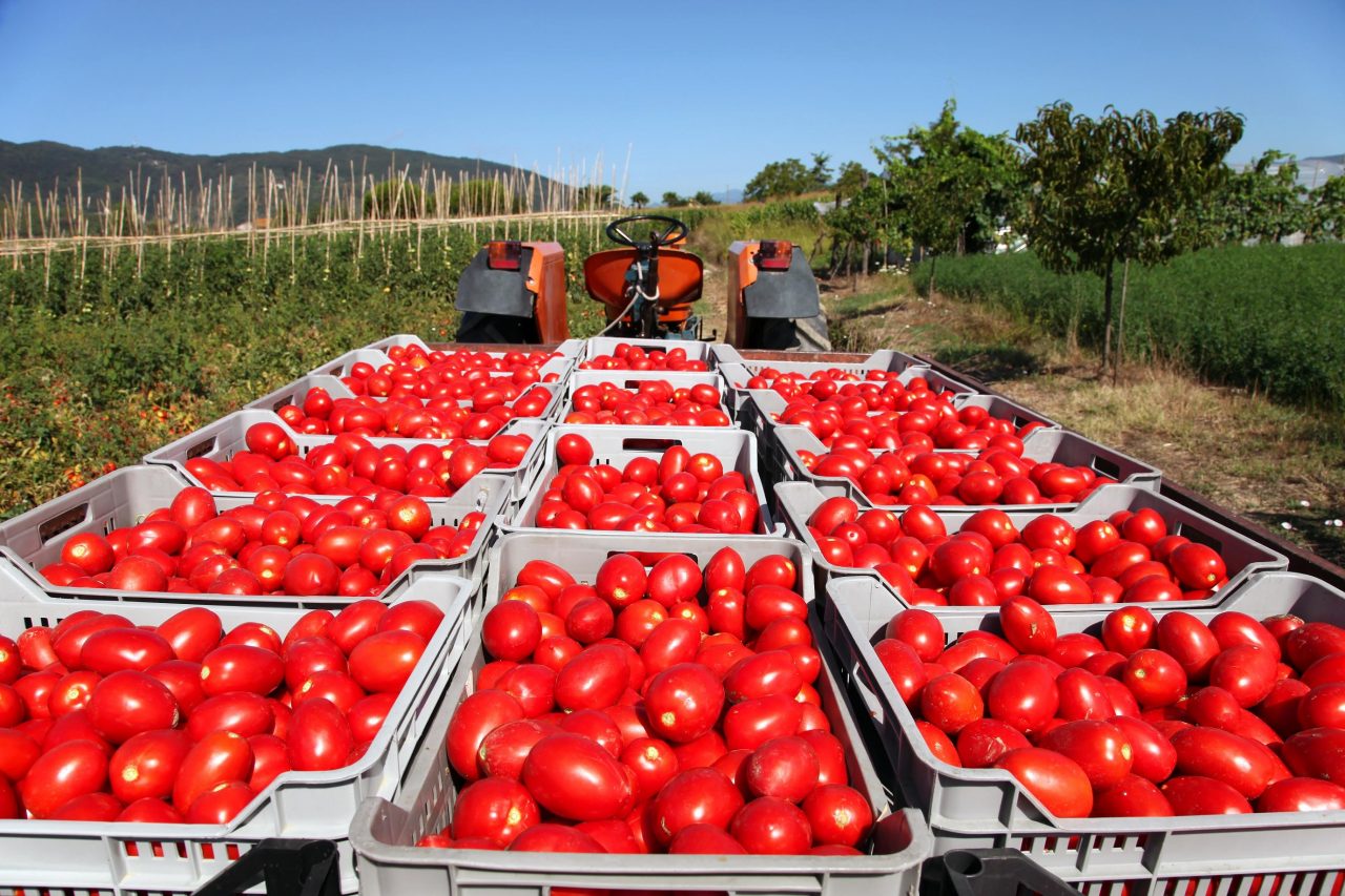 Per fortuna c’è il pomodoro (un settore in rinascita)