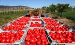 Per fortuna c'è il pomodoro (un settore in rinascita)