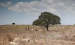 Il disastro ambientale in Israele