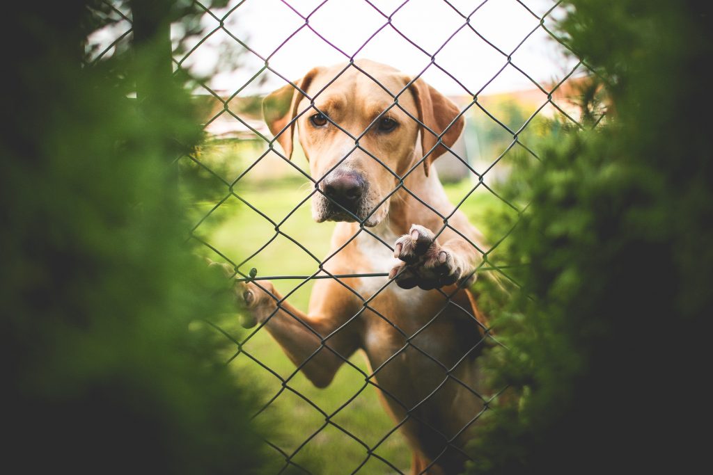 Amanti Degli Animali Tranquilli I Maltrattamenti Sono Ancora Puniti Prima Bergamo