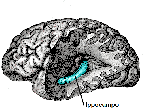 Gray739-emphasizing-hippocampus-IT