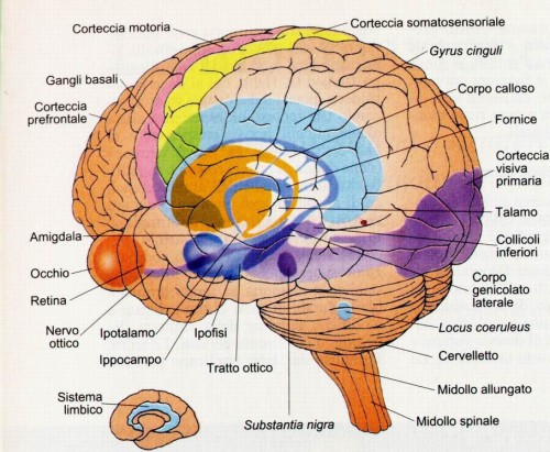 Il sistema limbico SENZA SPIEGAZ RIDOTTO