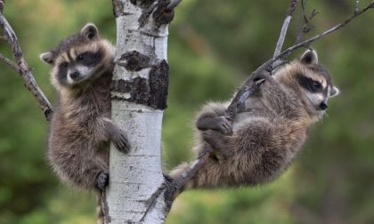 Raccoon (Procyon Lotor) two babies in tree, North America