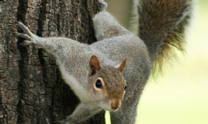 scoiattolo grigio 2