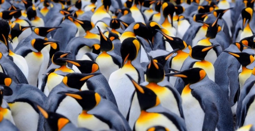 I pinguini non hanno gusto (E non parliamo di senso estetico)