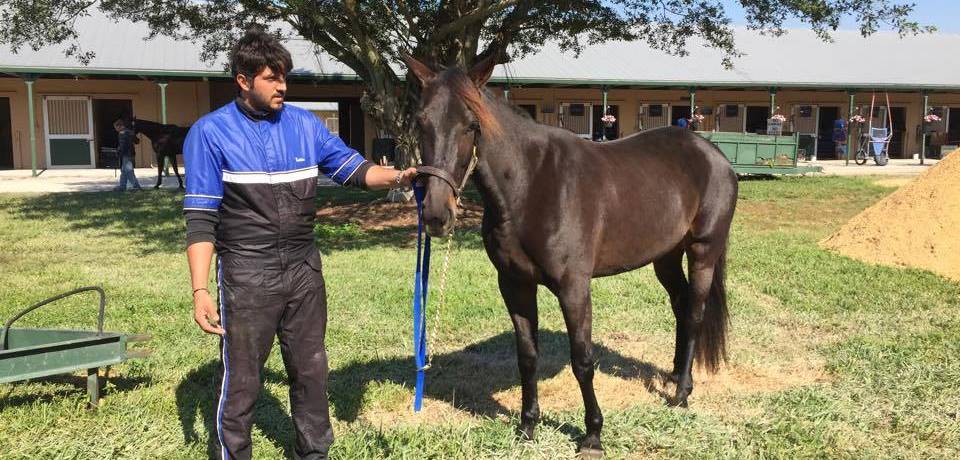 Sono Battista che in Florida sussurro ai cavalli di tifare Dea